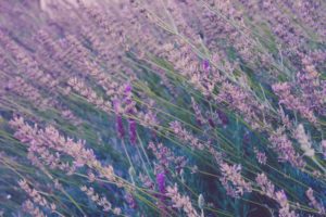lavender, how to keep mosquitos away, Betty Most Agency 